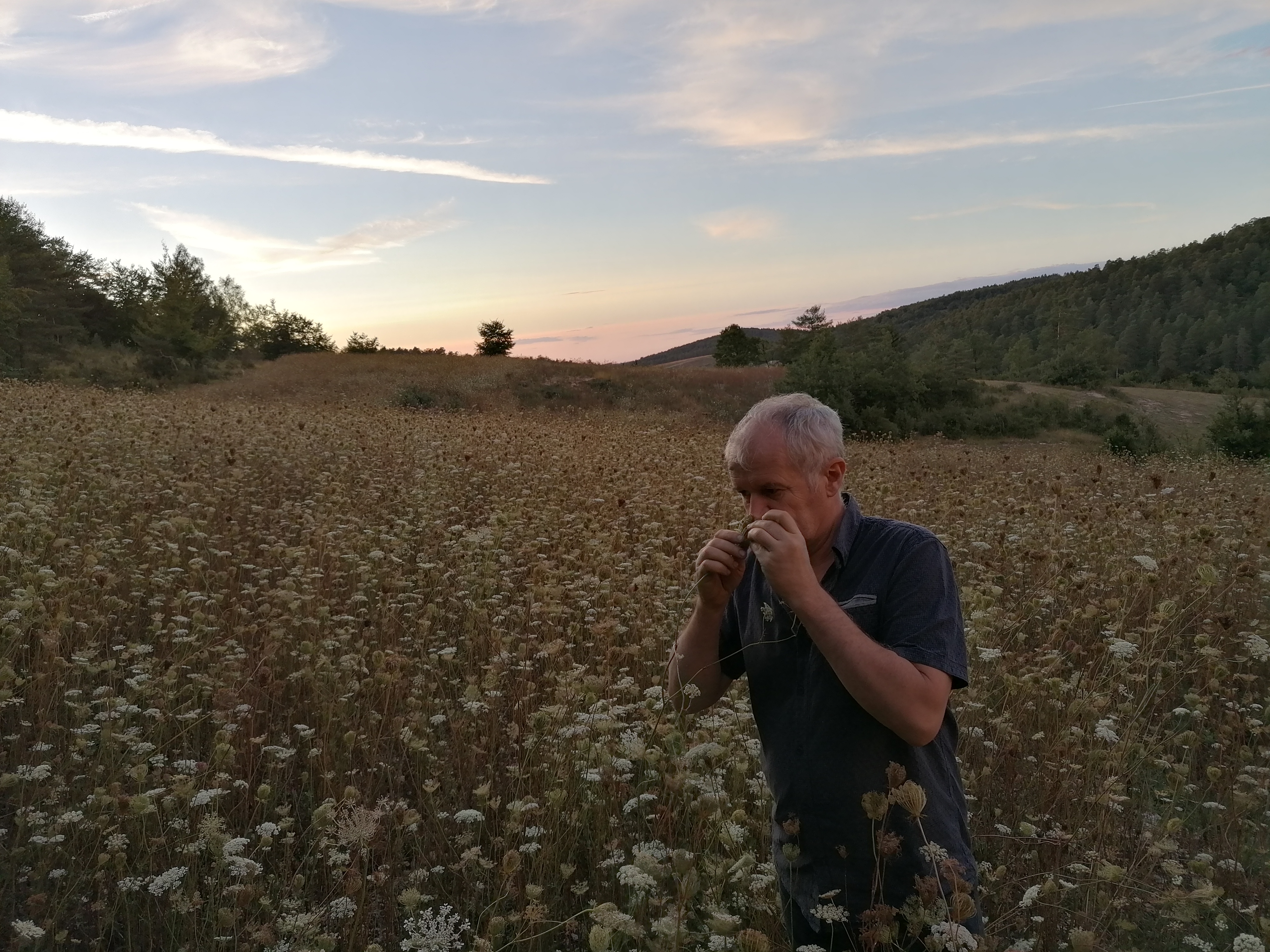 Discover the distillation Wild carrot