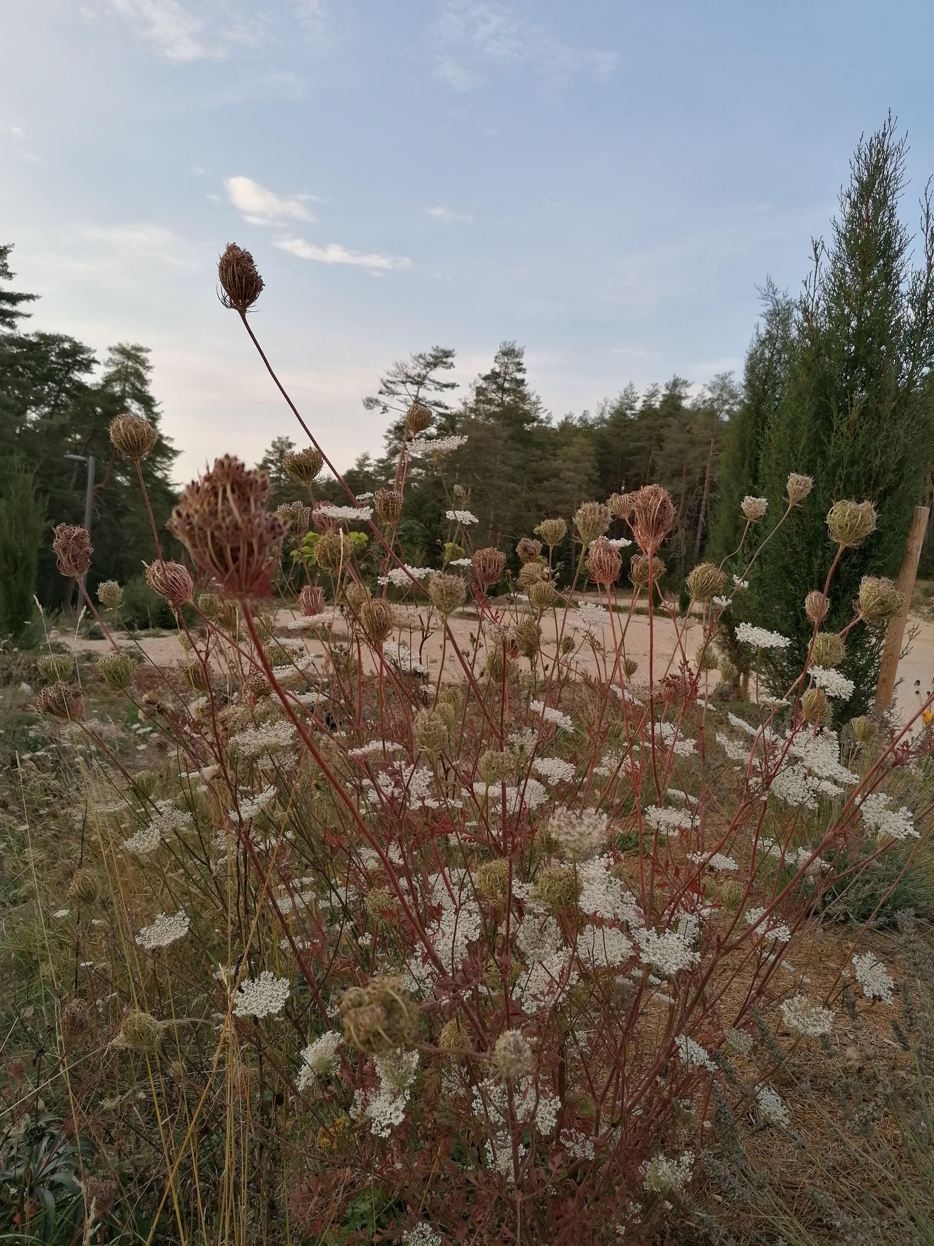 Discover the distillation Wild carrot