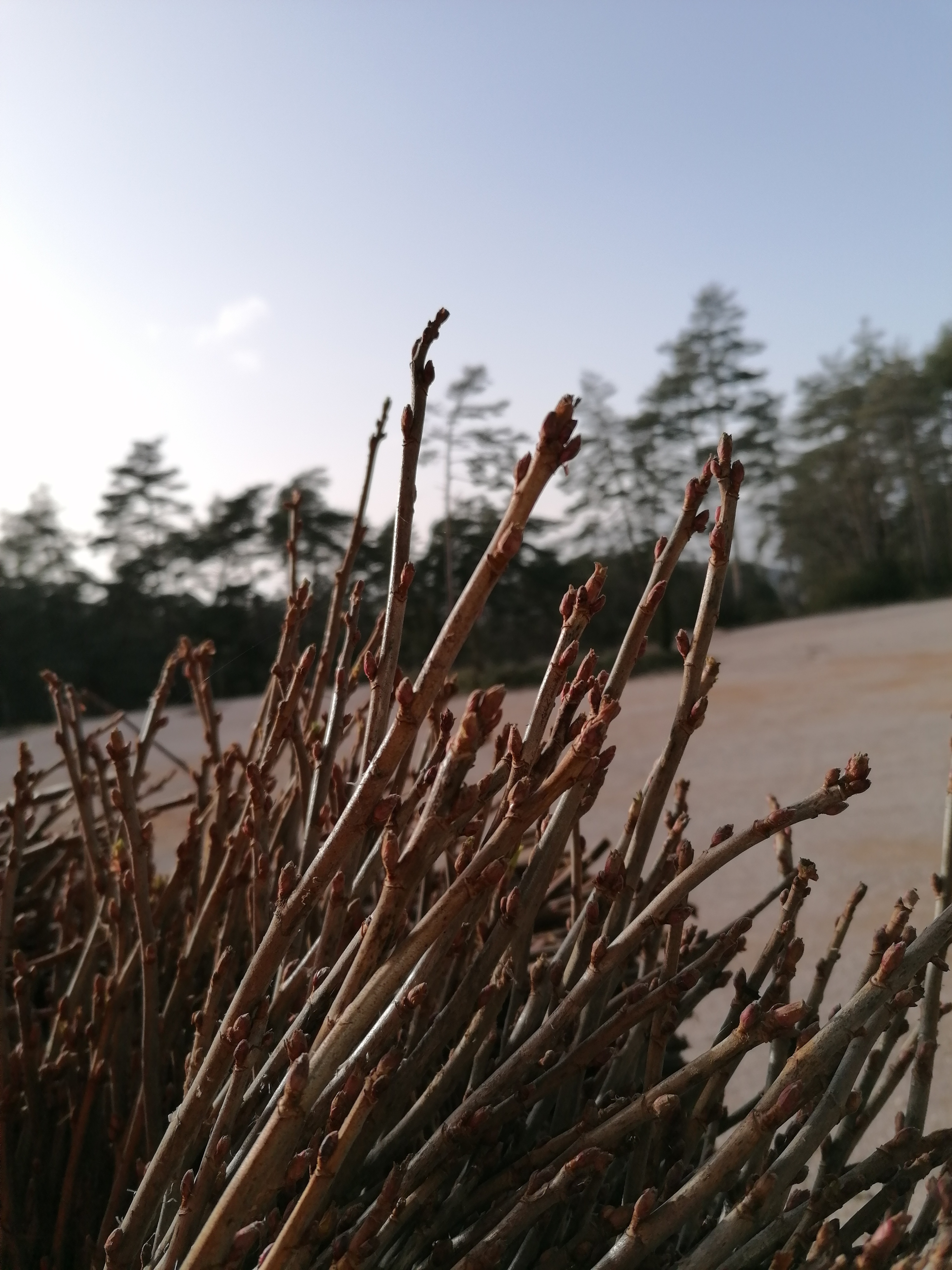 Discover the distillation Cassis from Burgundy