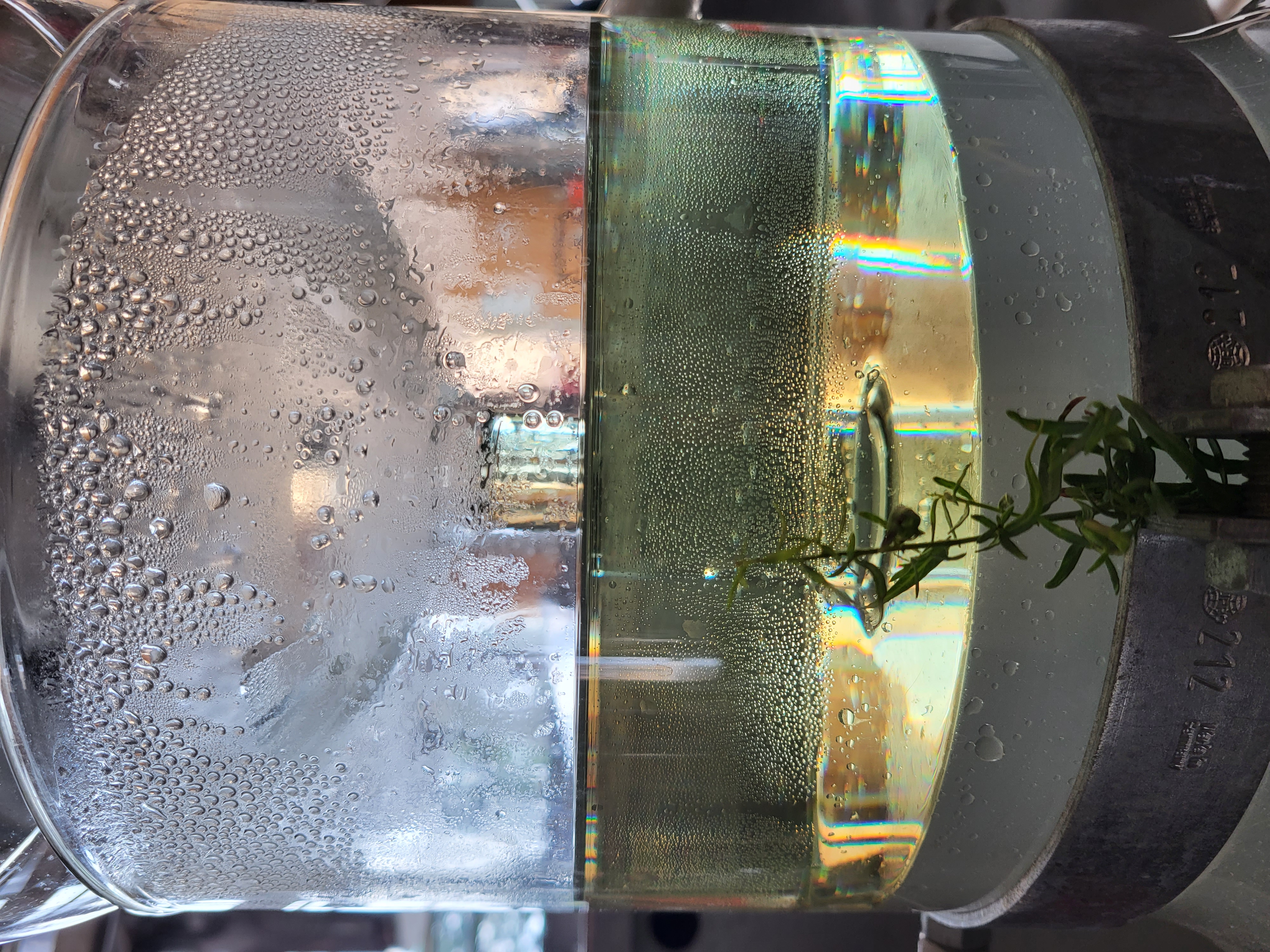 Discover the distillation Tarragon