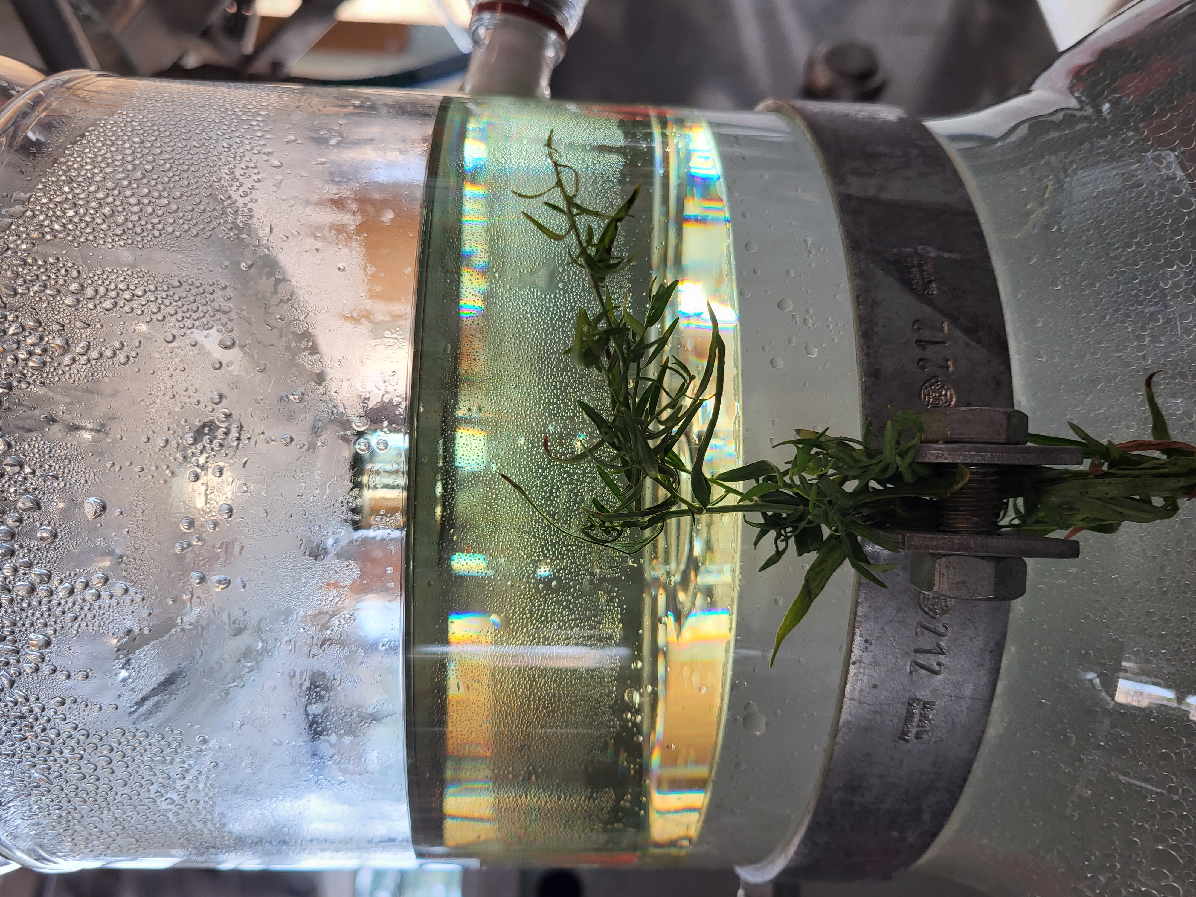 Discover the distillation Tarragon