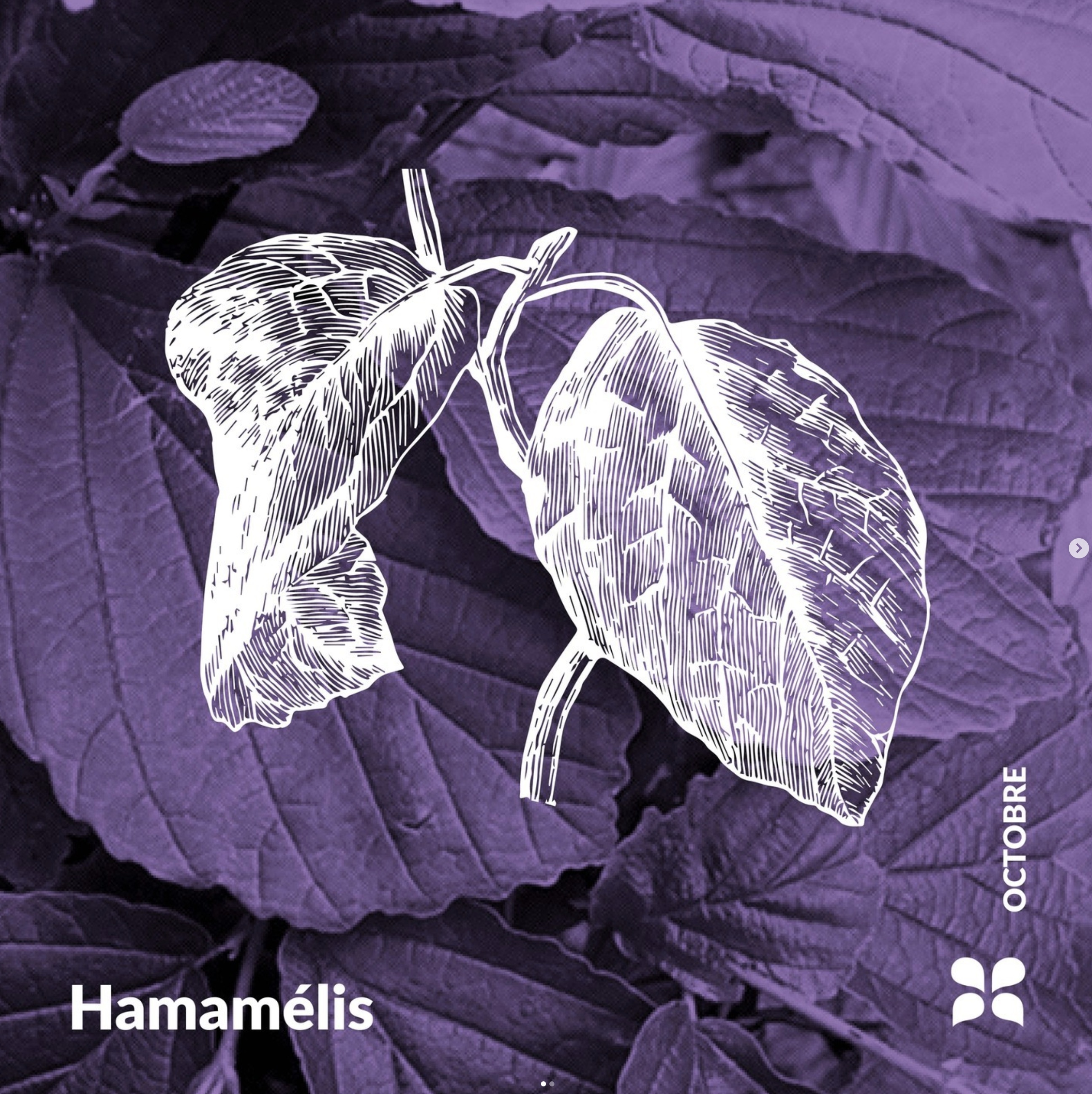 Decouvrez la distillation Hamamelis