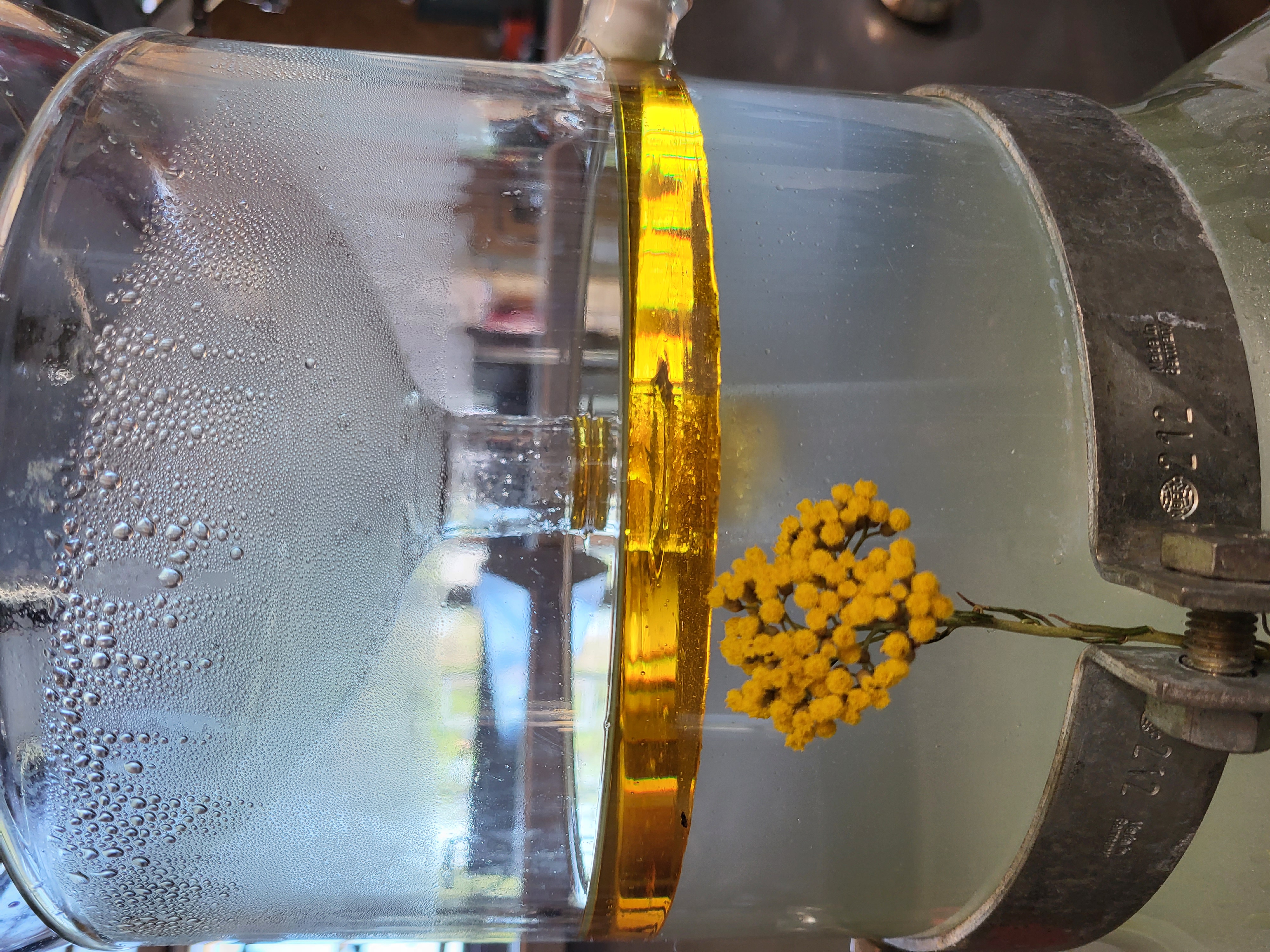 Decouvrez la distillation Hélichryse italienne Immortelle