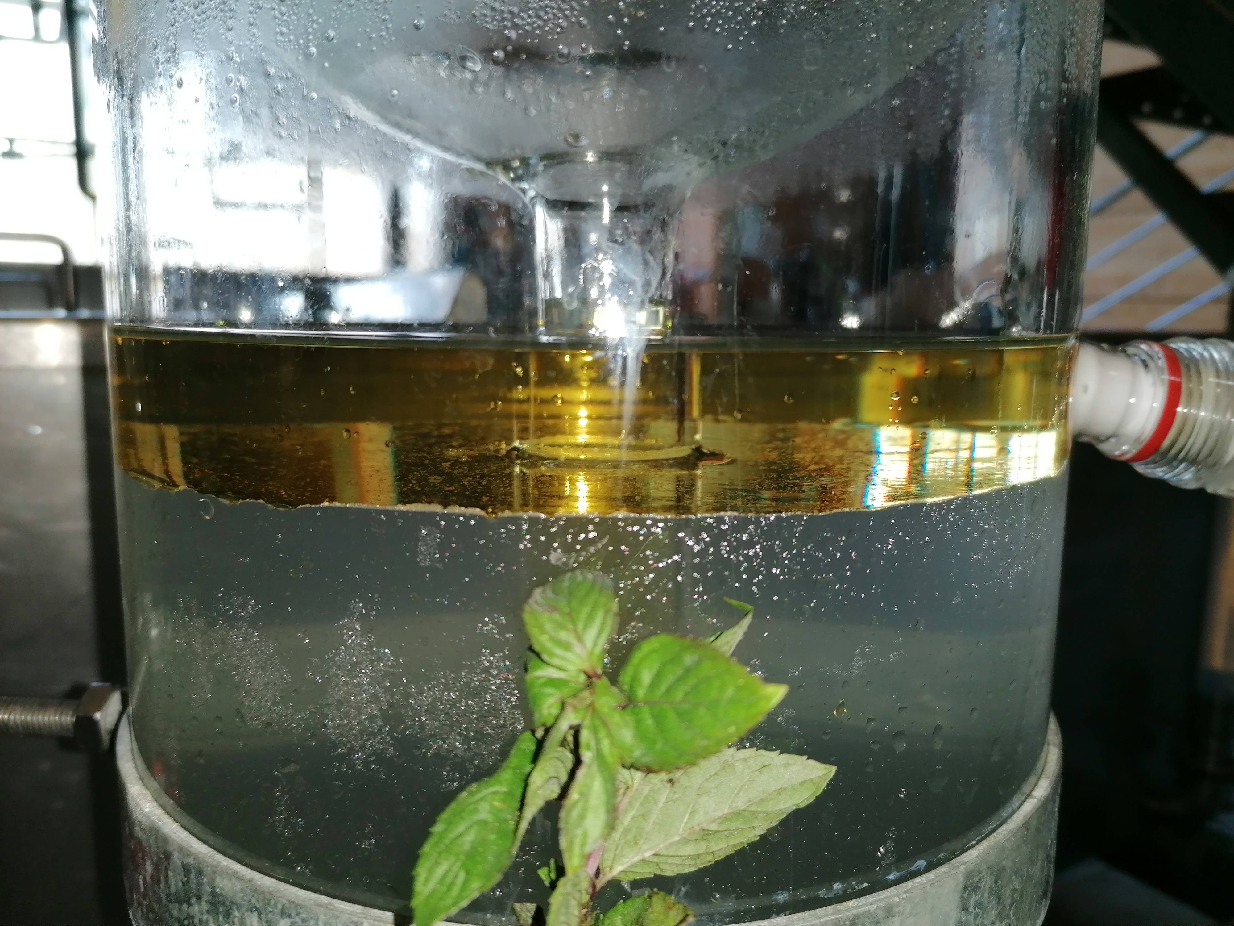 Discover the distillation Pepper mint