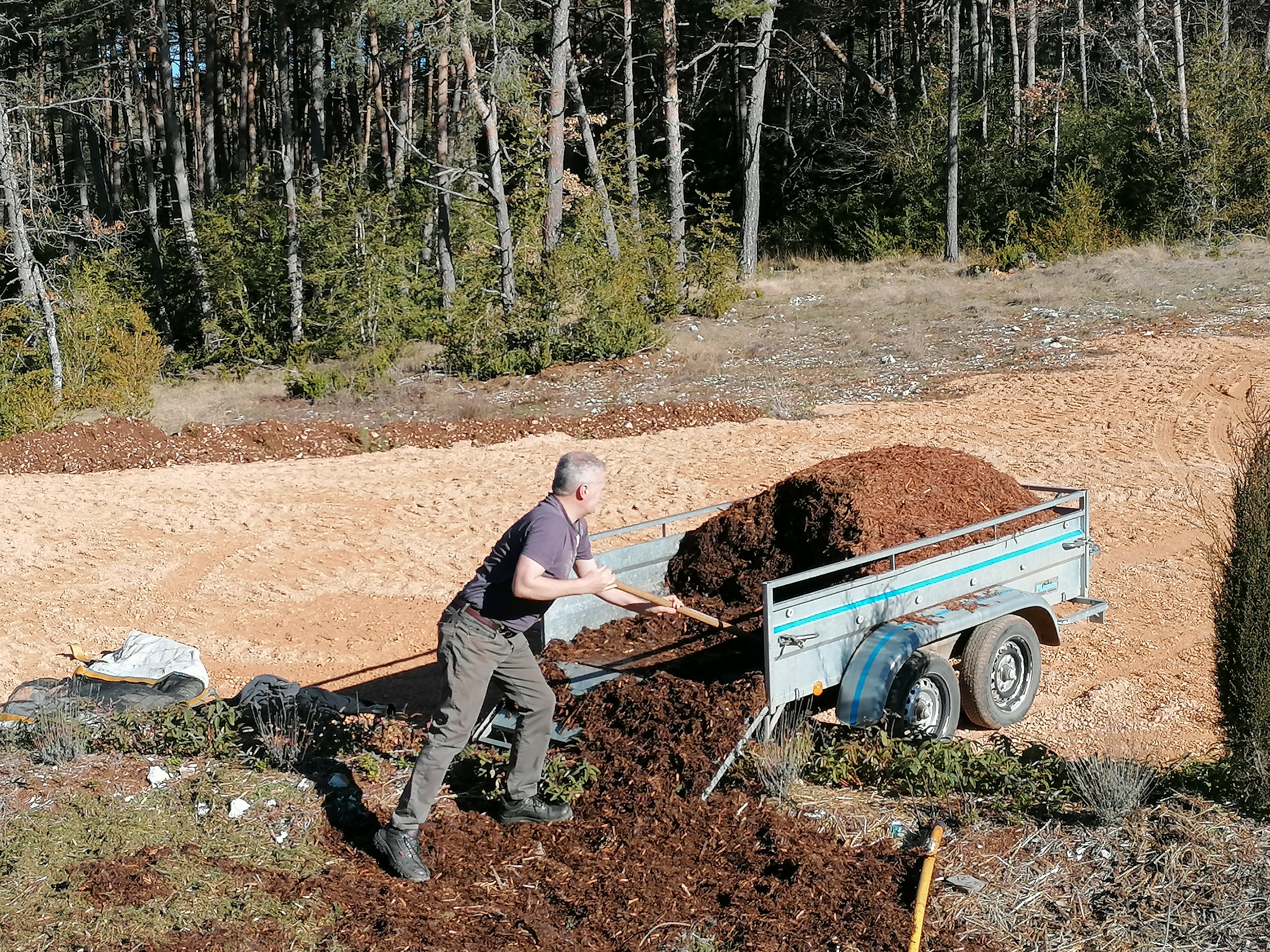 Discover the distillation Sylvestre pine