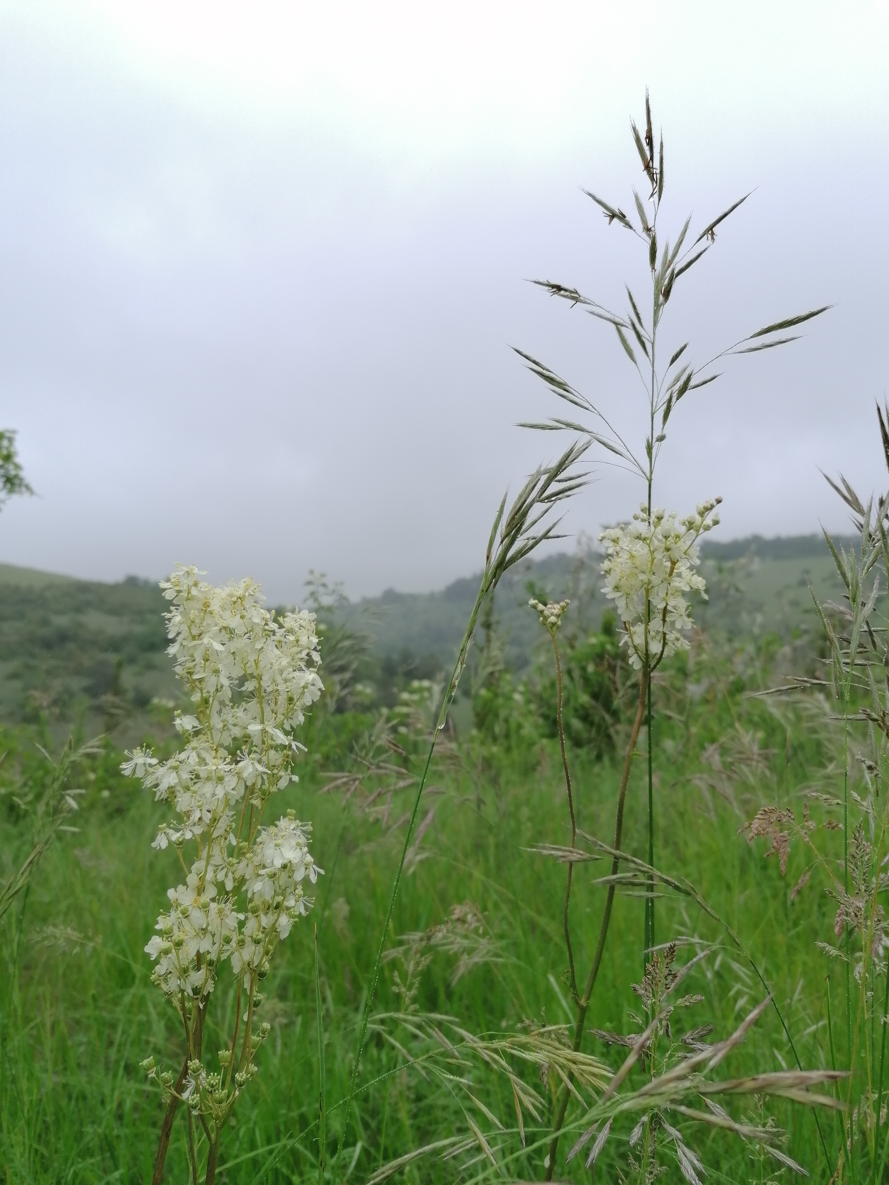 Discover the distillation Meadow queen