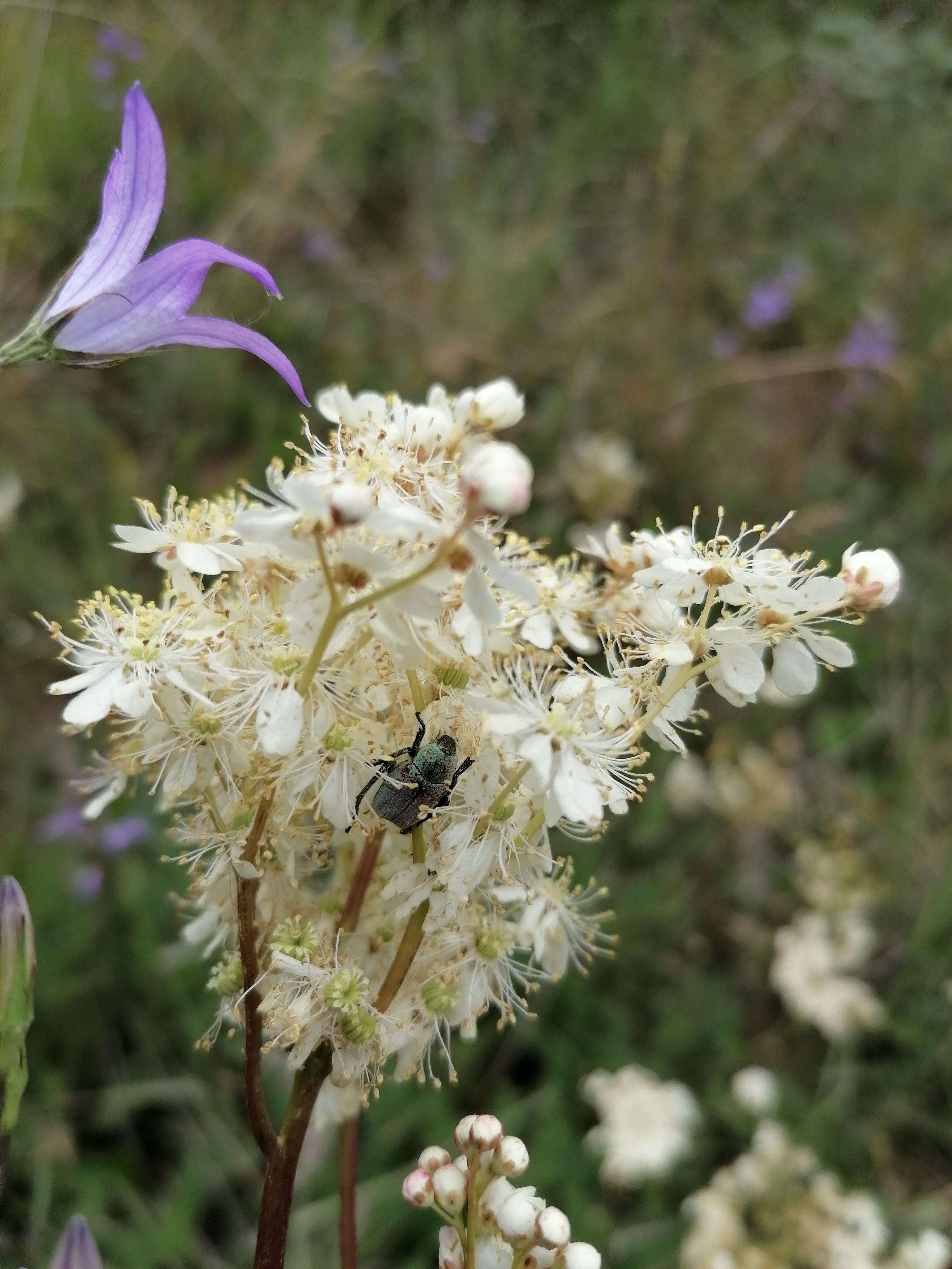 Discover the distillation Meadow queen