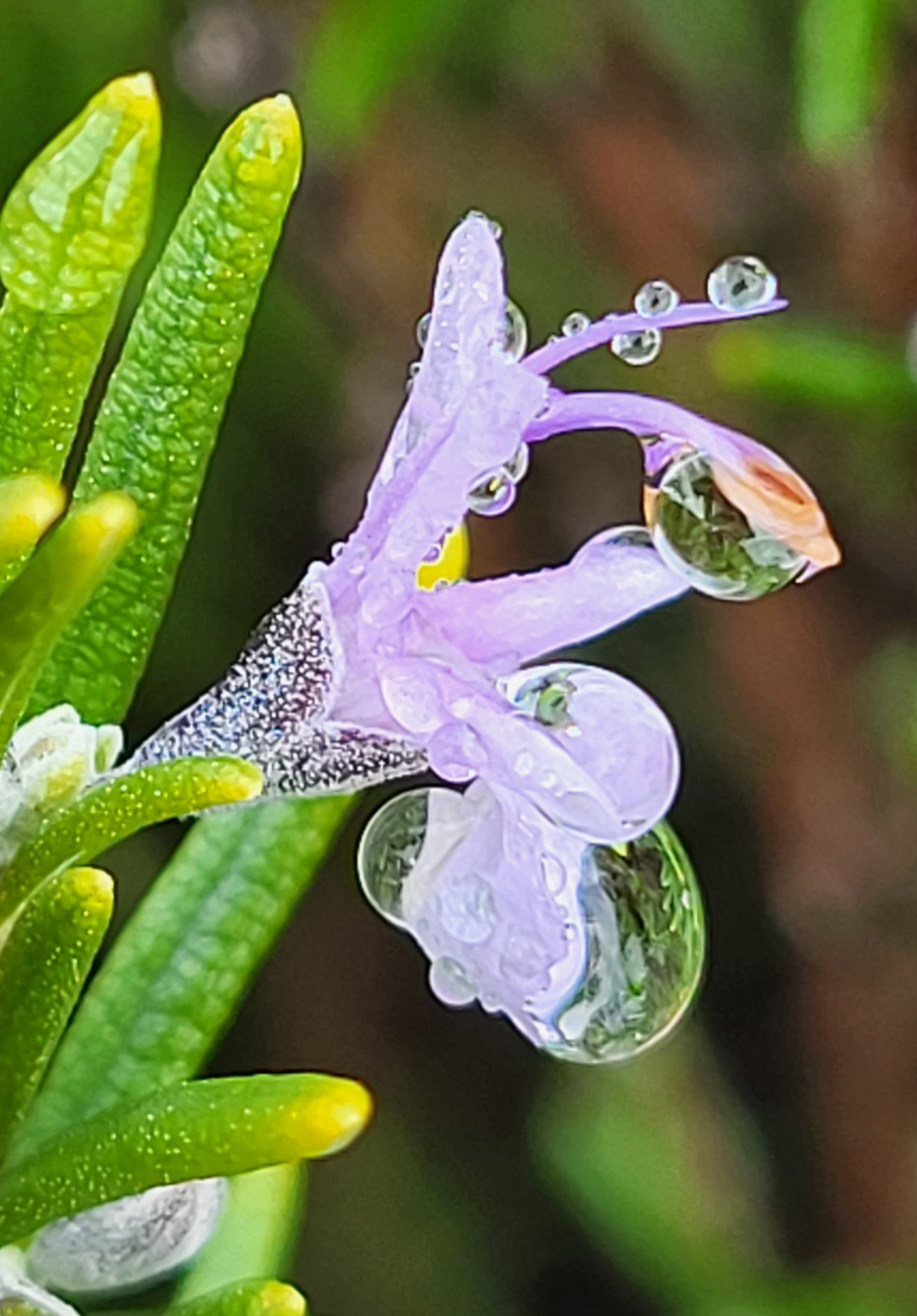 Discover the distillation Rosemary from Pays d'Oc