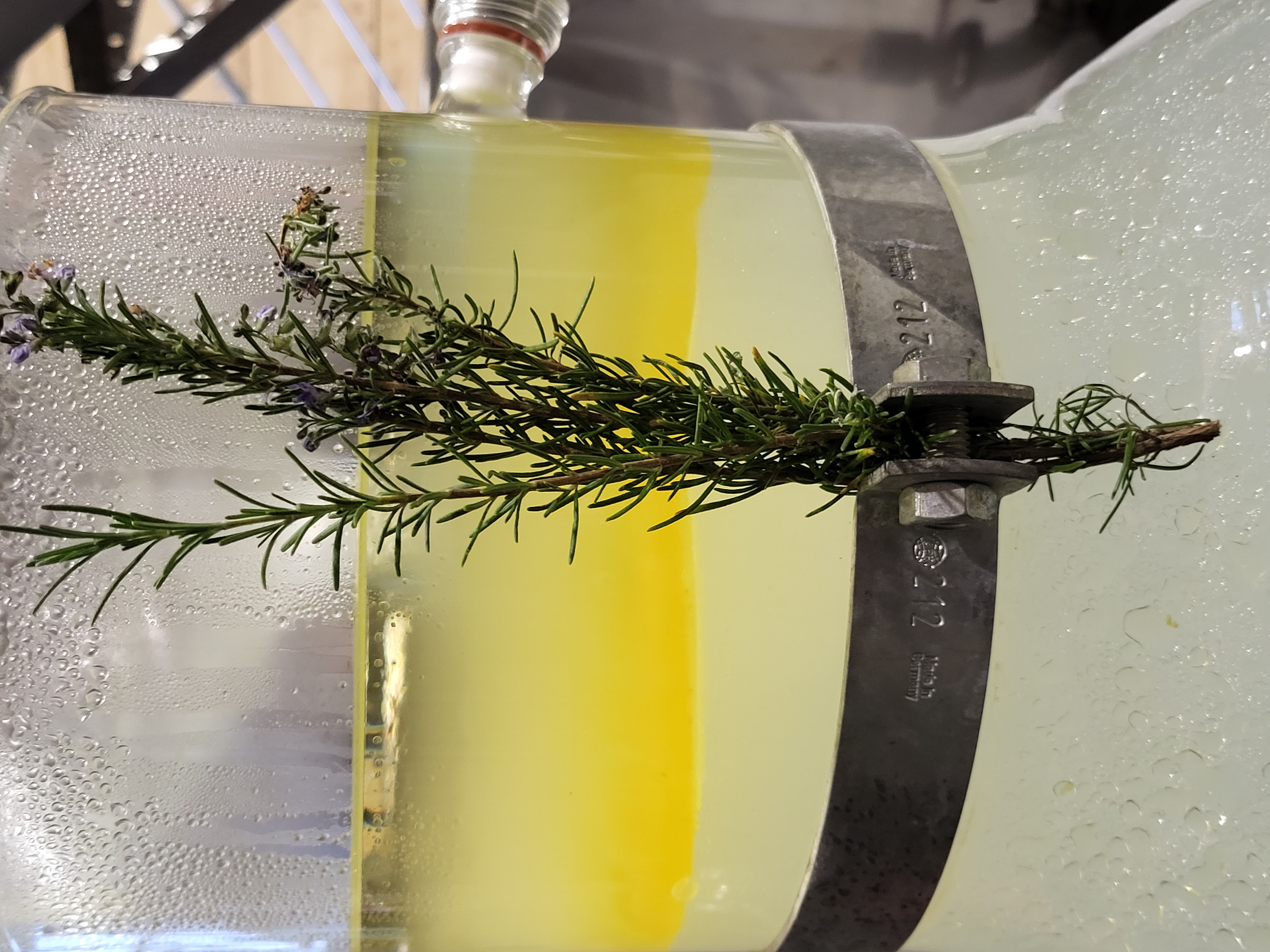 Discover the distillation Rosemary Verbenone