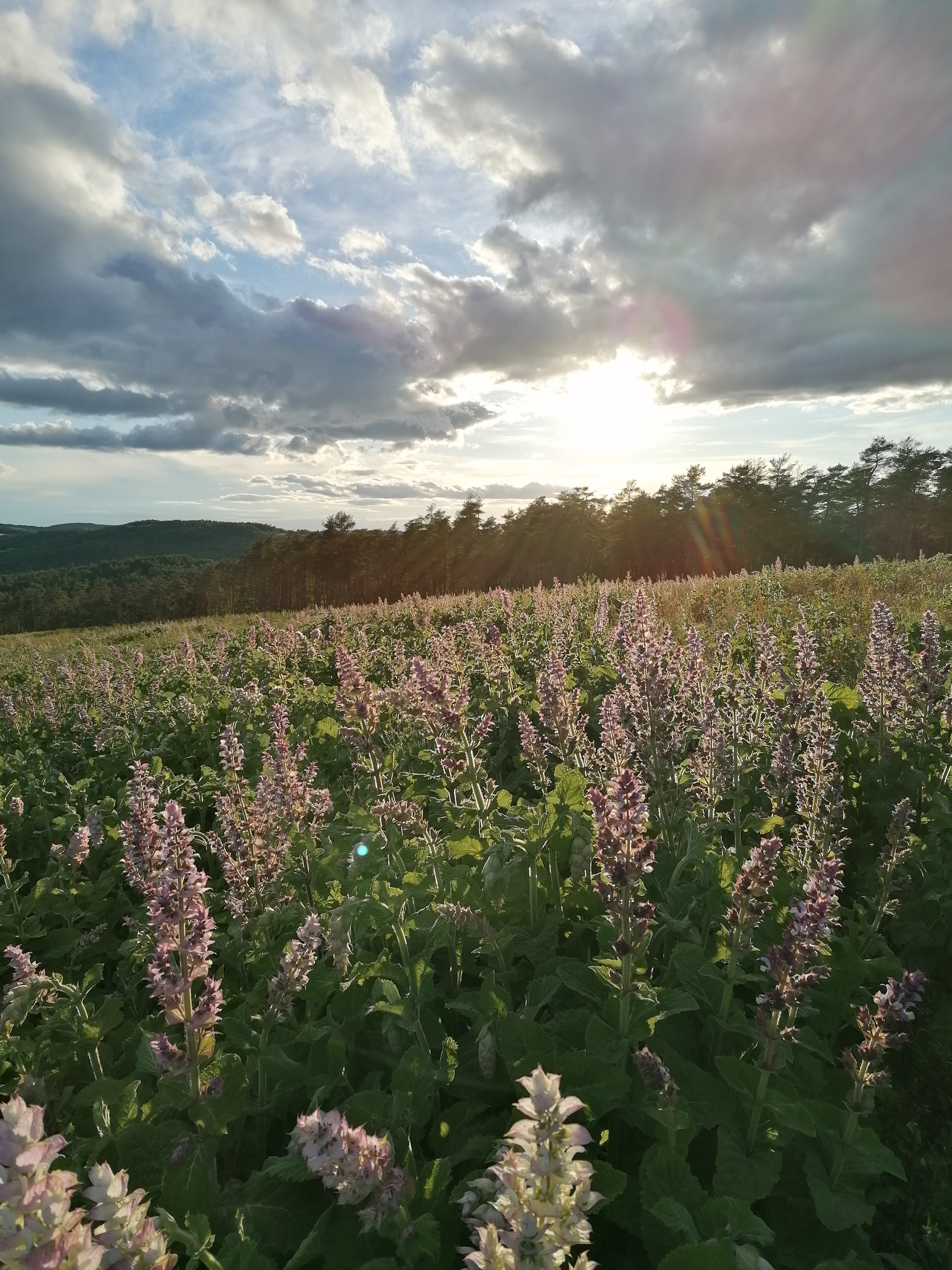 Discover the distillation SAGE SCLARED