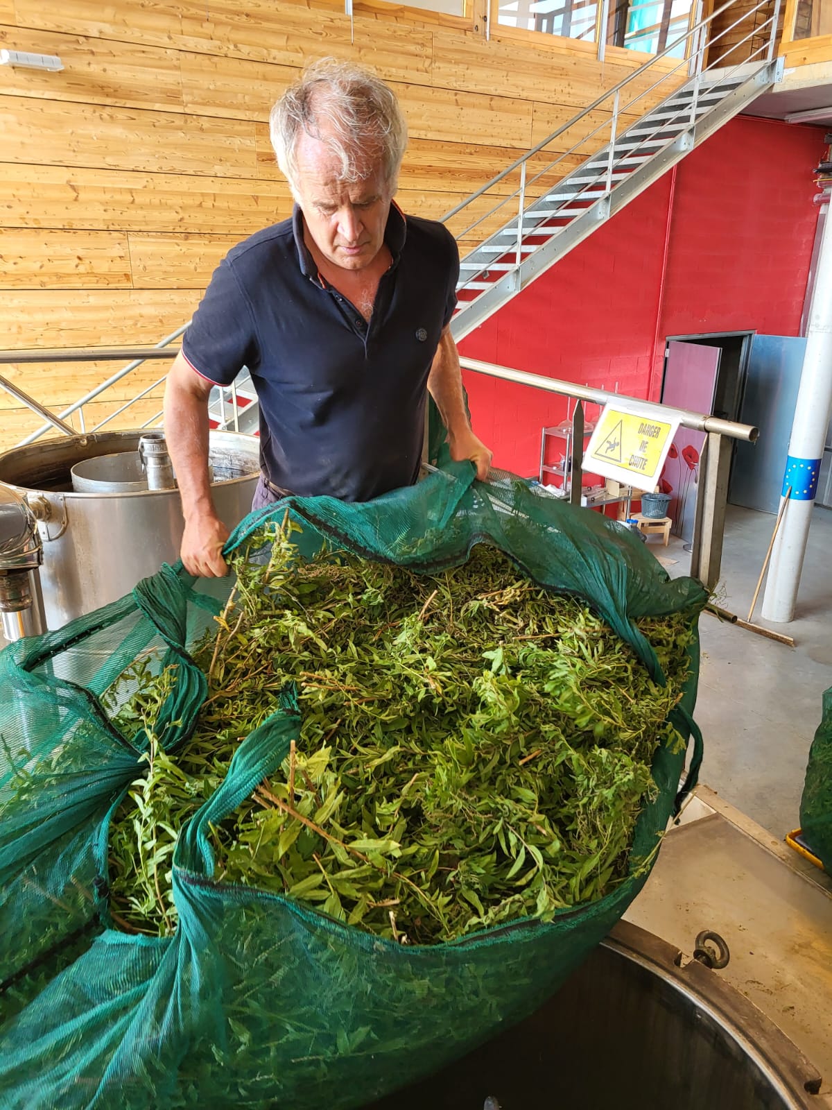 Decouvrez la distillation Verveine citronnée du Tarn