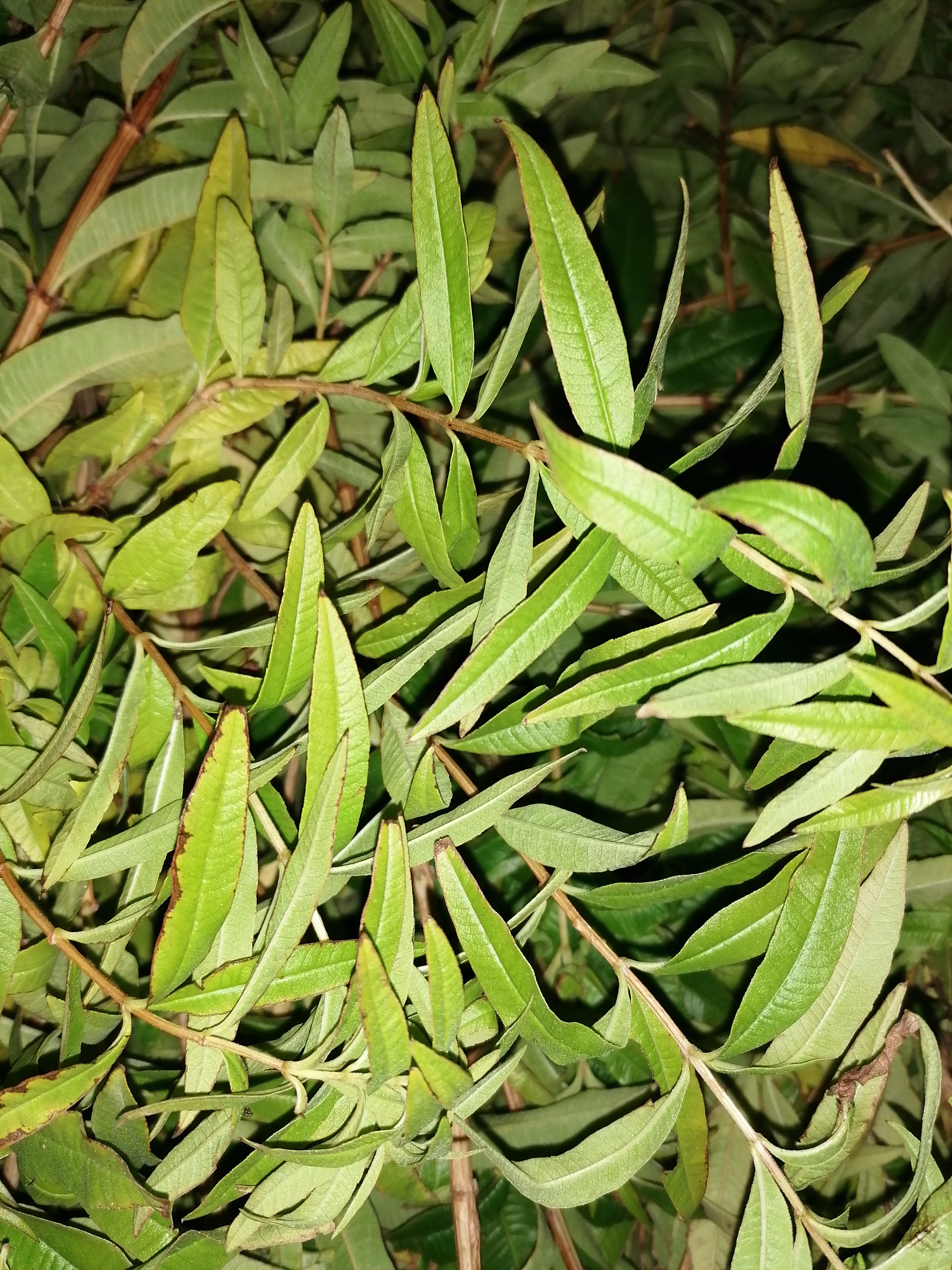 Decouvrez la distillation Verveine citronnée du Tarn