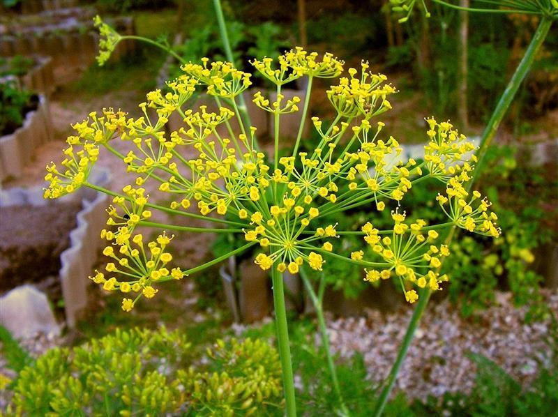 Dill from Burgundy