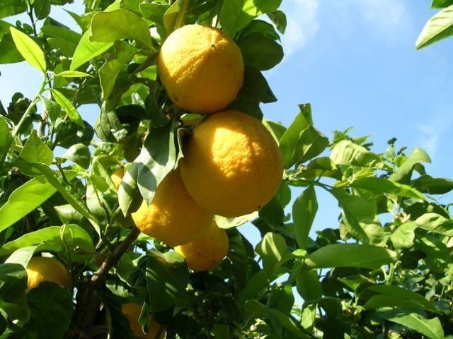 Bergamot from Calabria