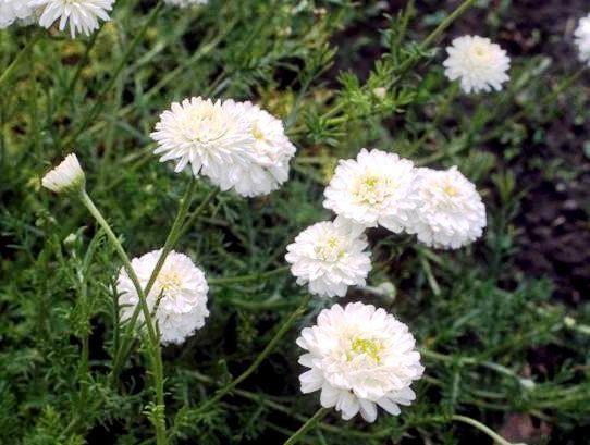 Roman chamomile