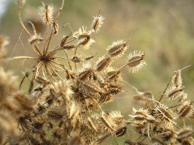 Wild carrot