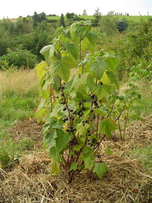 Cassis de Bourgogne