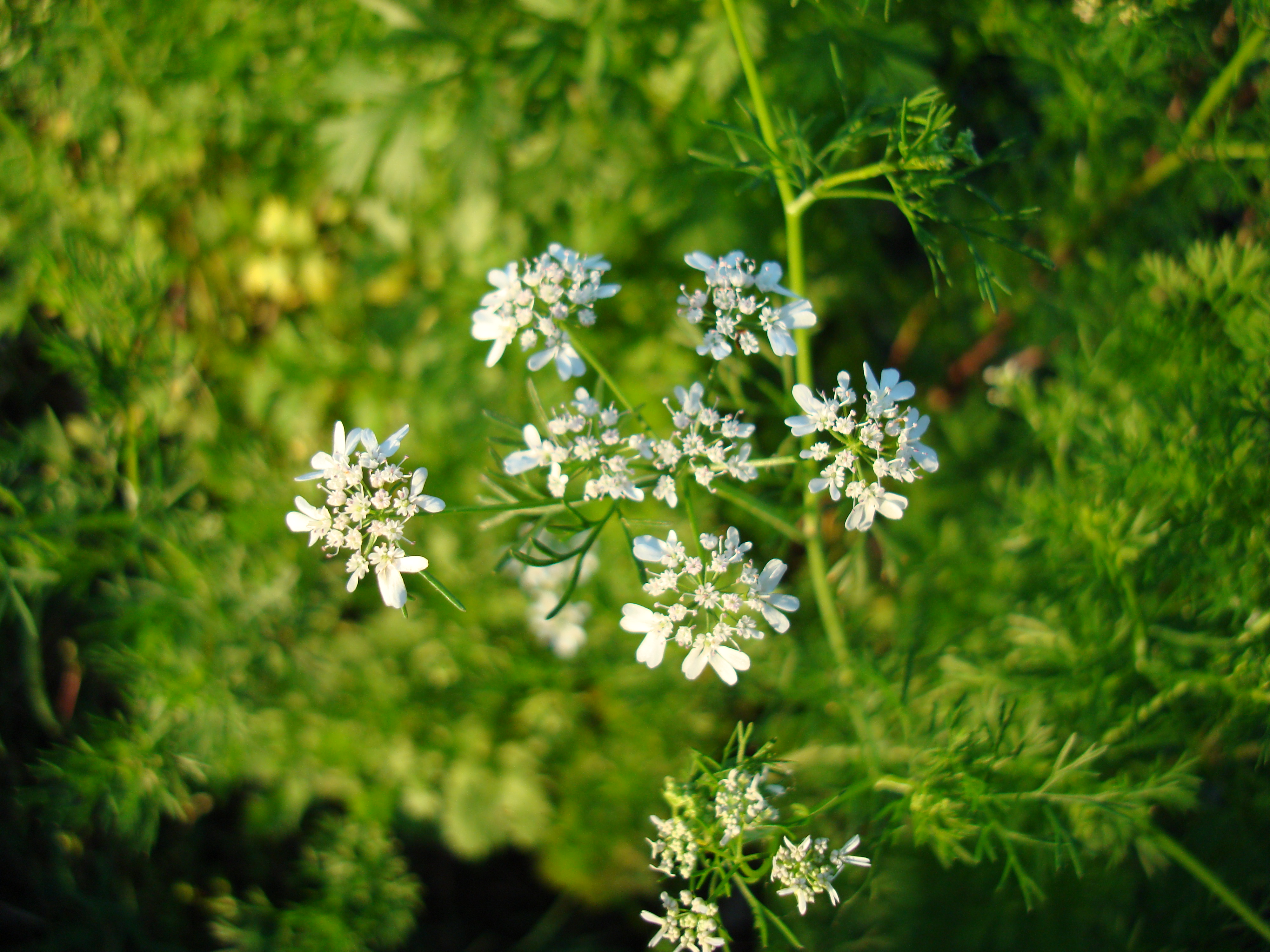 Coriander (Seeds)