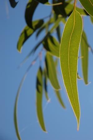 Eucalyptus globulus d'Andalousie