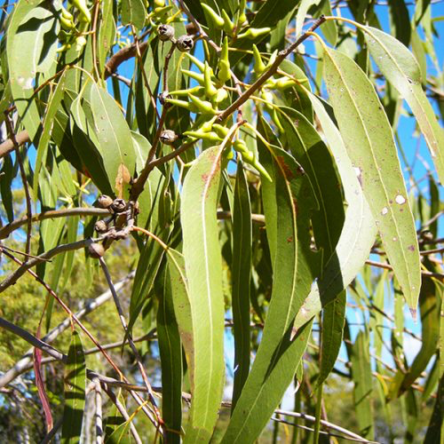 Eucalyptus radiated