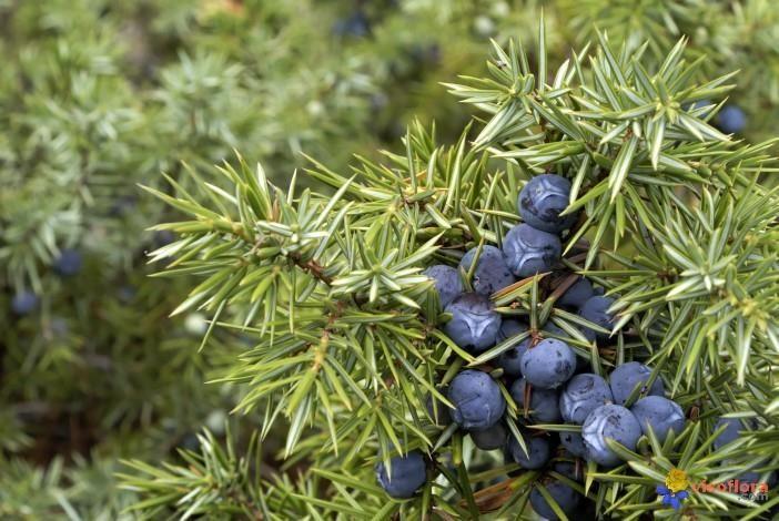 Common juniper from Quercy