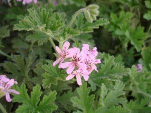 Bourbon type geranium