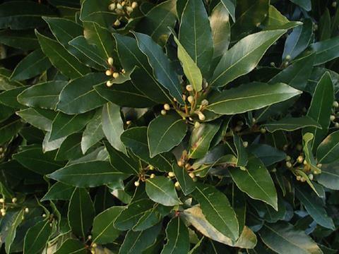 Noble laurel