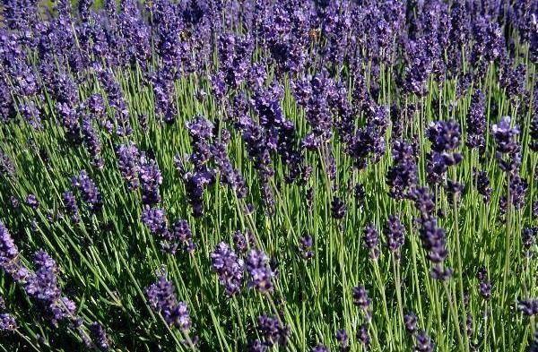 Aspic lavender