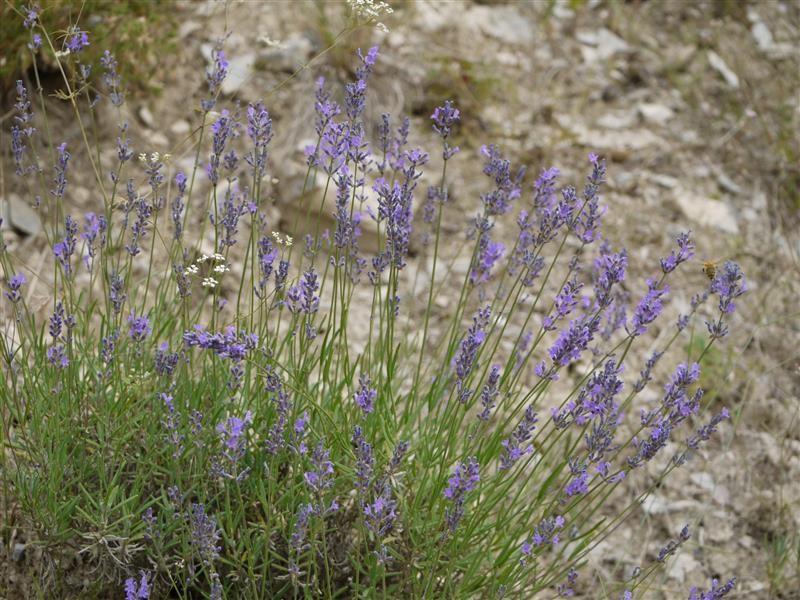 Fine altitude lavender