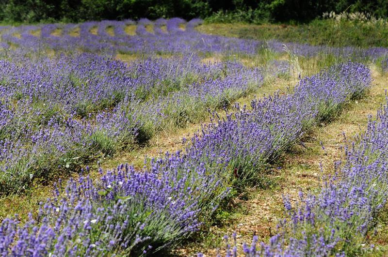 Angustifolia pharmacy lavender from Tarn