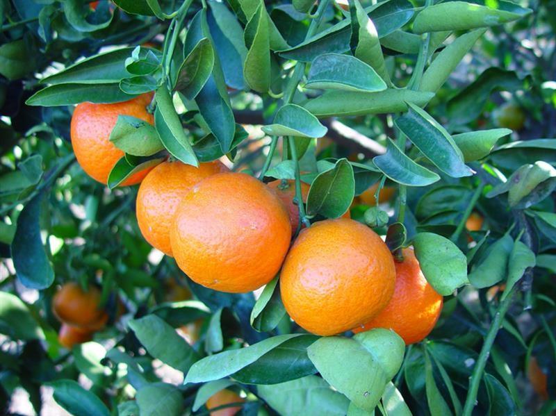 Mandarine verte