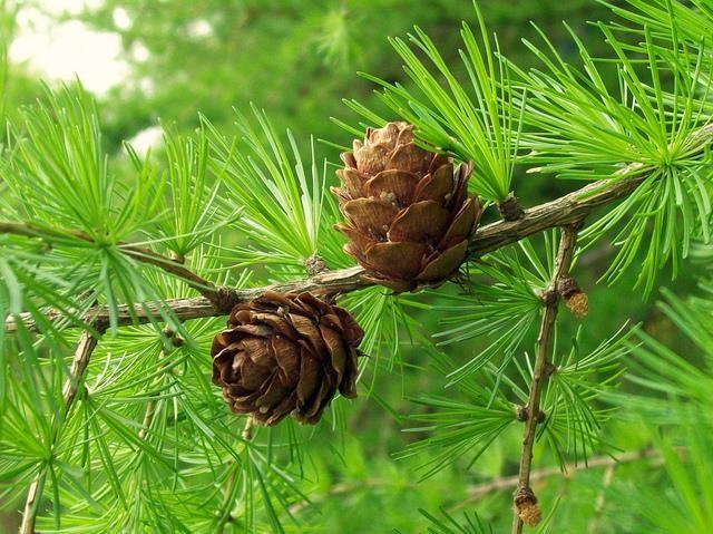 Larch