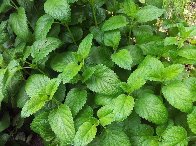 Lemon balm