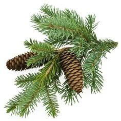 Sylvestre pine