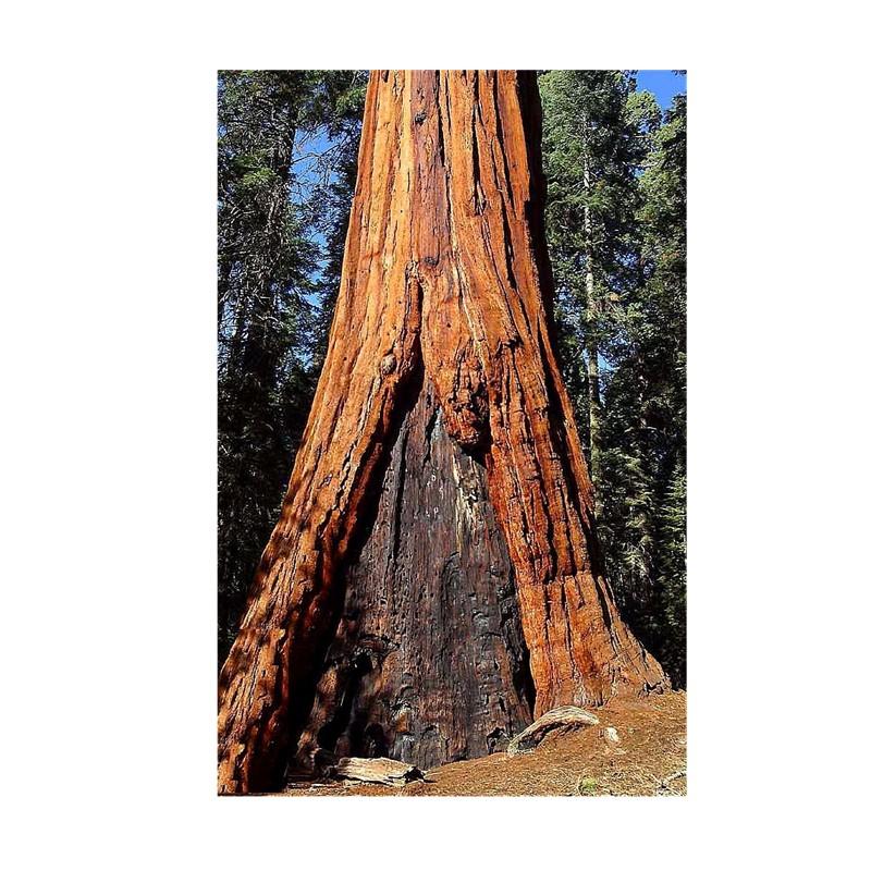 Giant sequoia