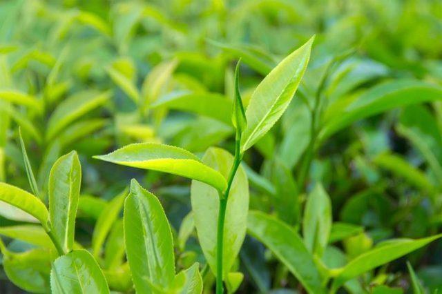 Tea Tree