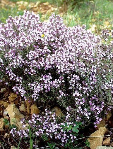 Paracymene thyme