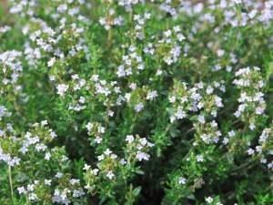 Thymol thyme from Lot