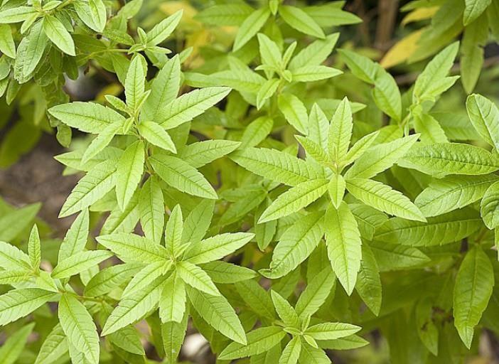 Lemon verbena from Tarn