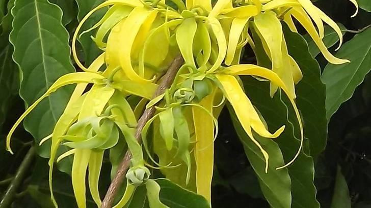 Ylang Ylang complete