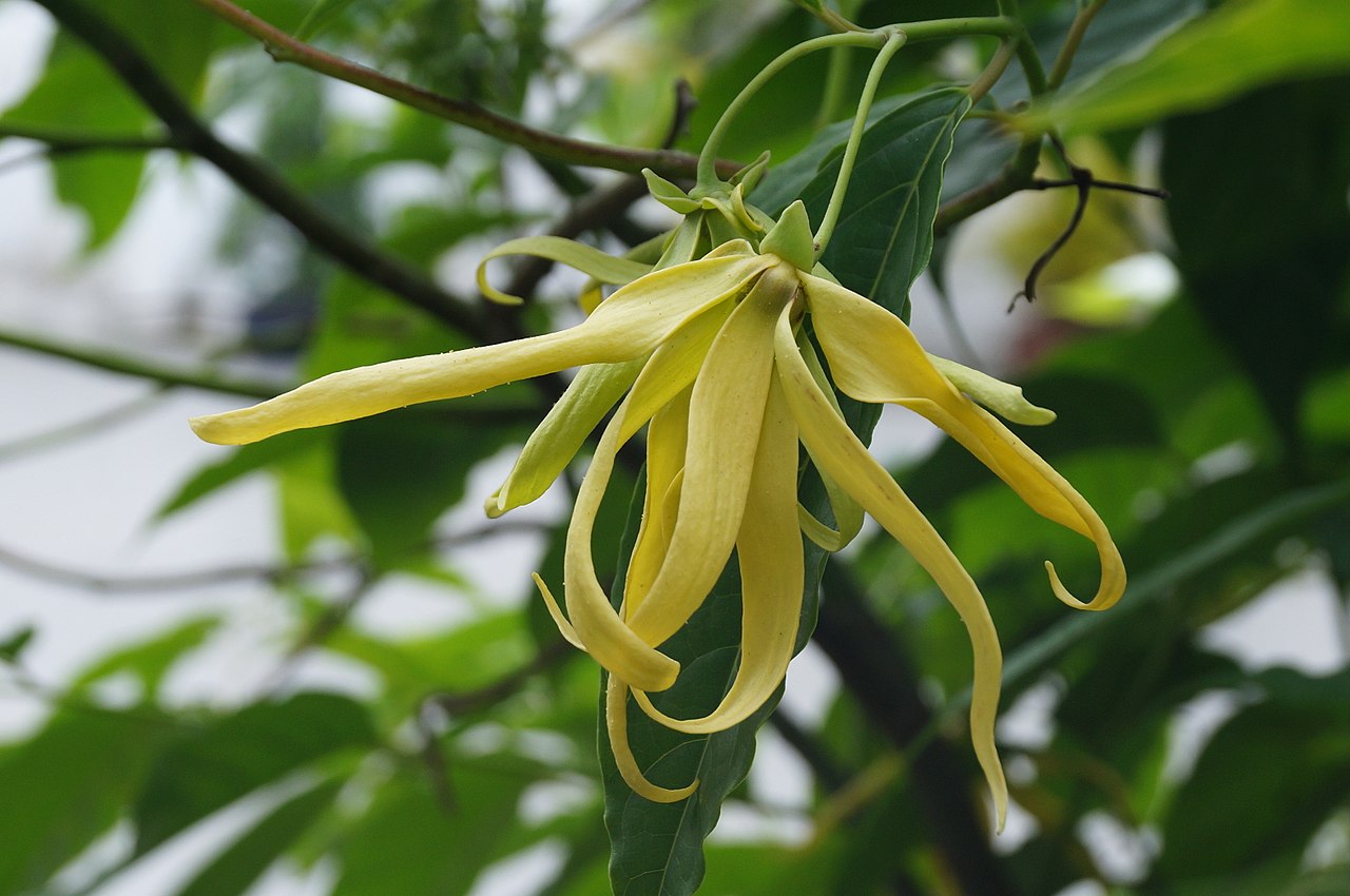 Ylang ylang extra