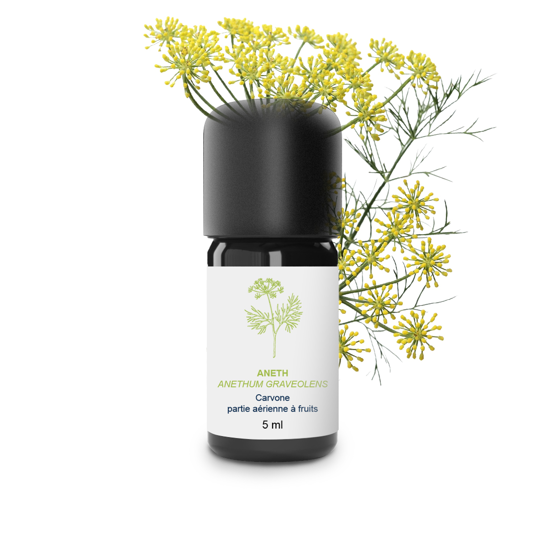 Essential Oil Dill from Burgundy