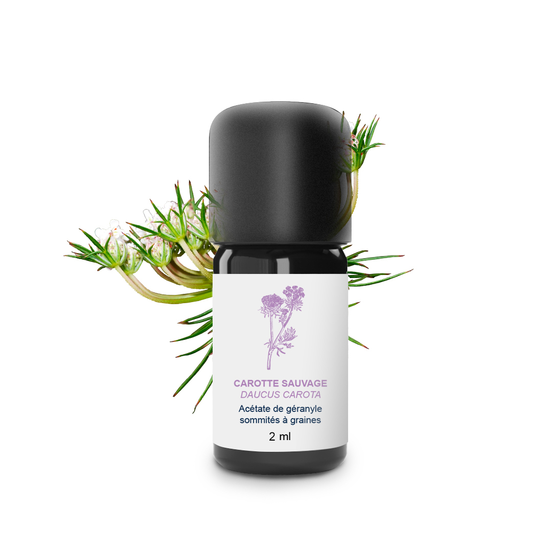 Essential Oil Wild carrot