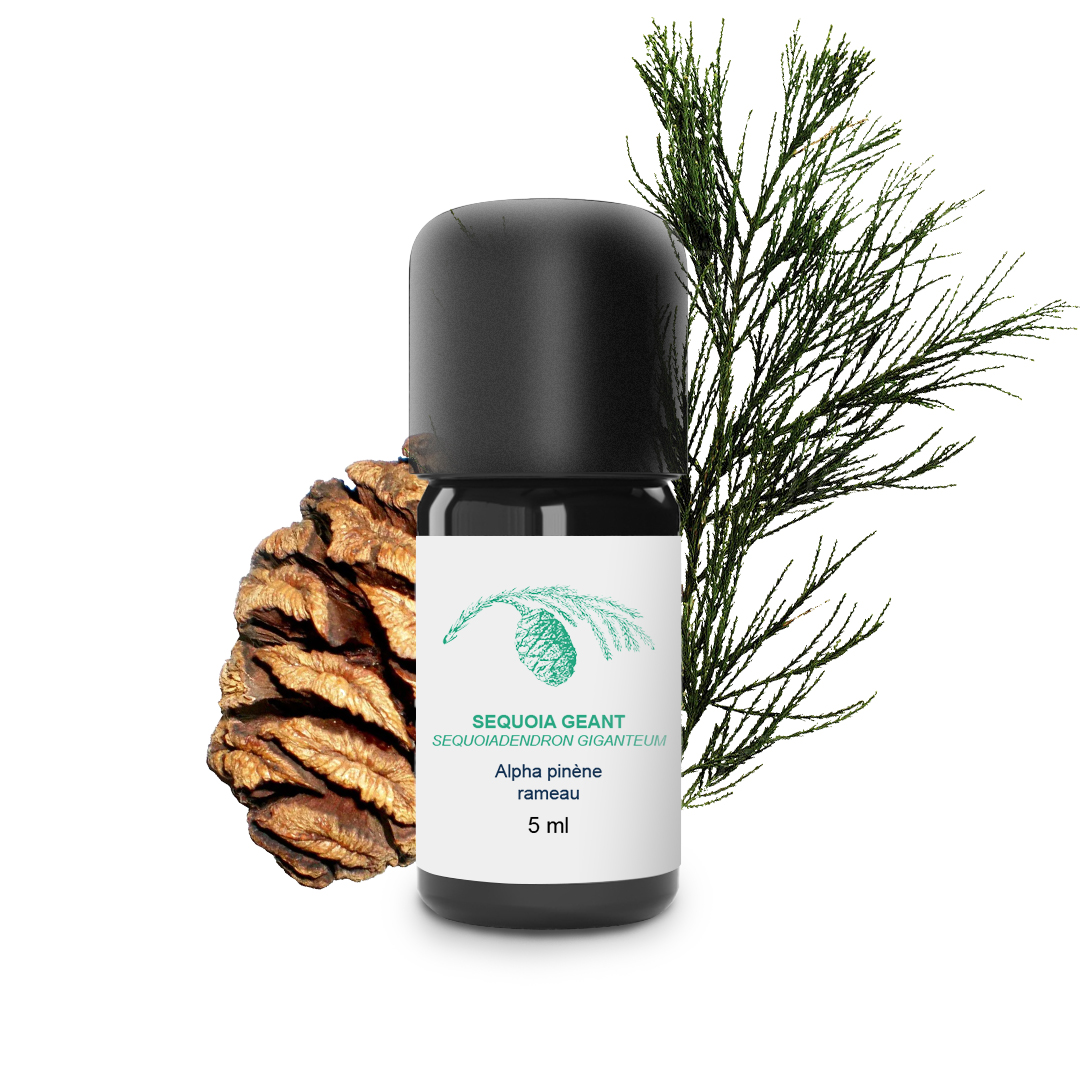 Essential Oil Giant sequoia