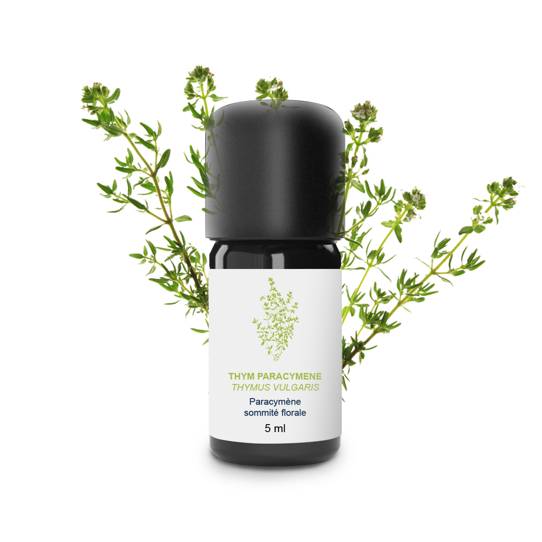 Essential Oil Paracymene thyme