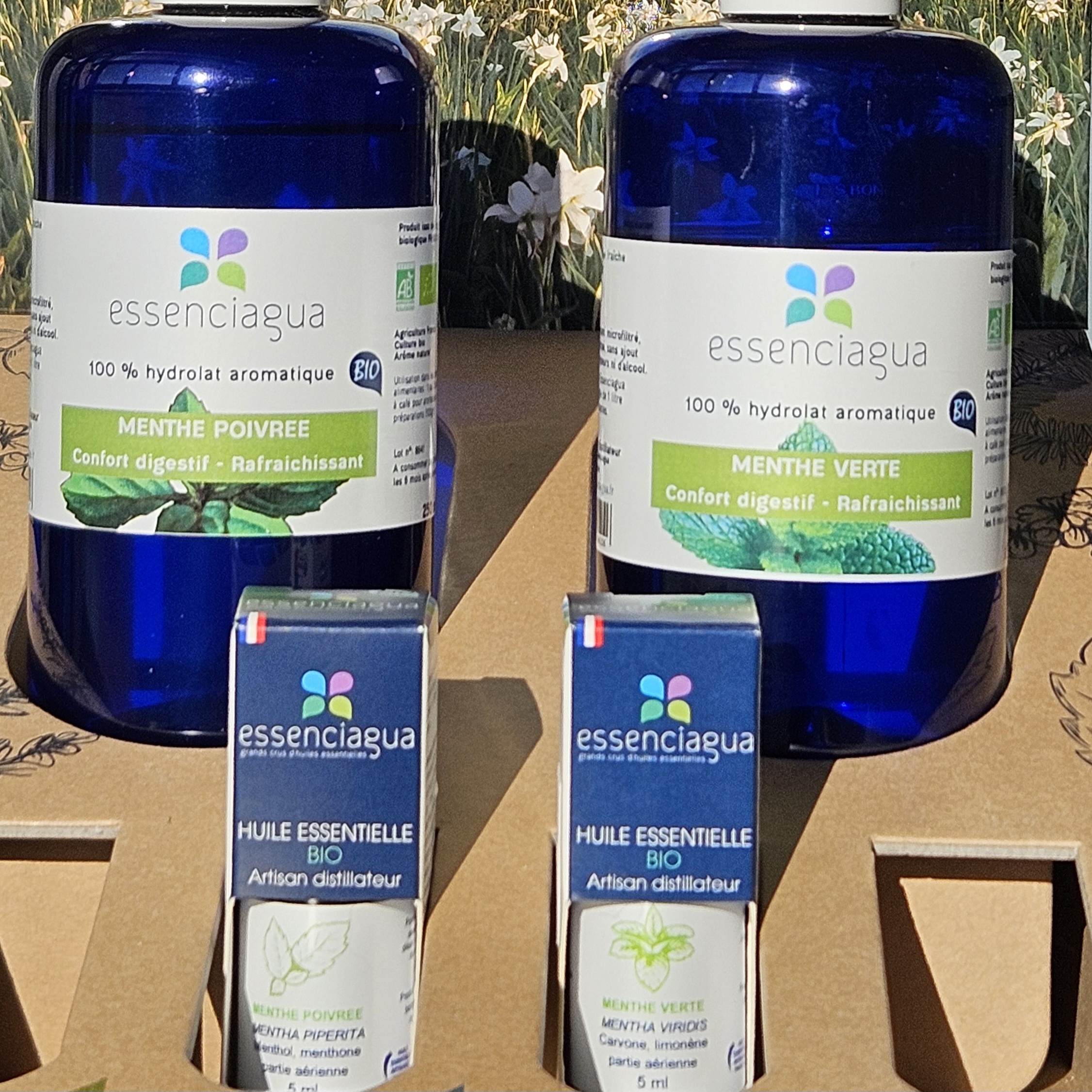 Huile essentielle de menthe poivrée vs menthe verte : Analyse comparative scientifique