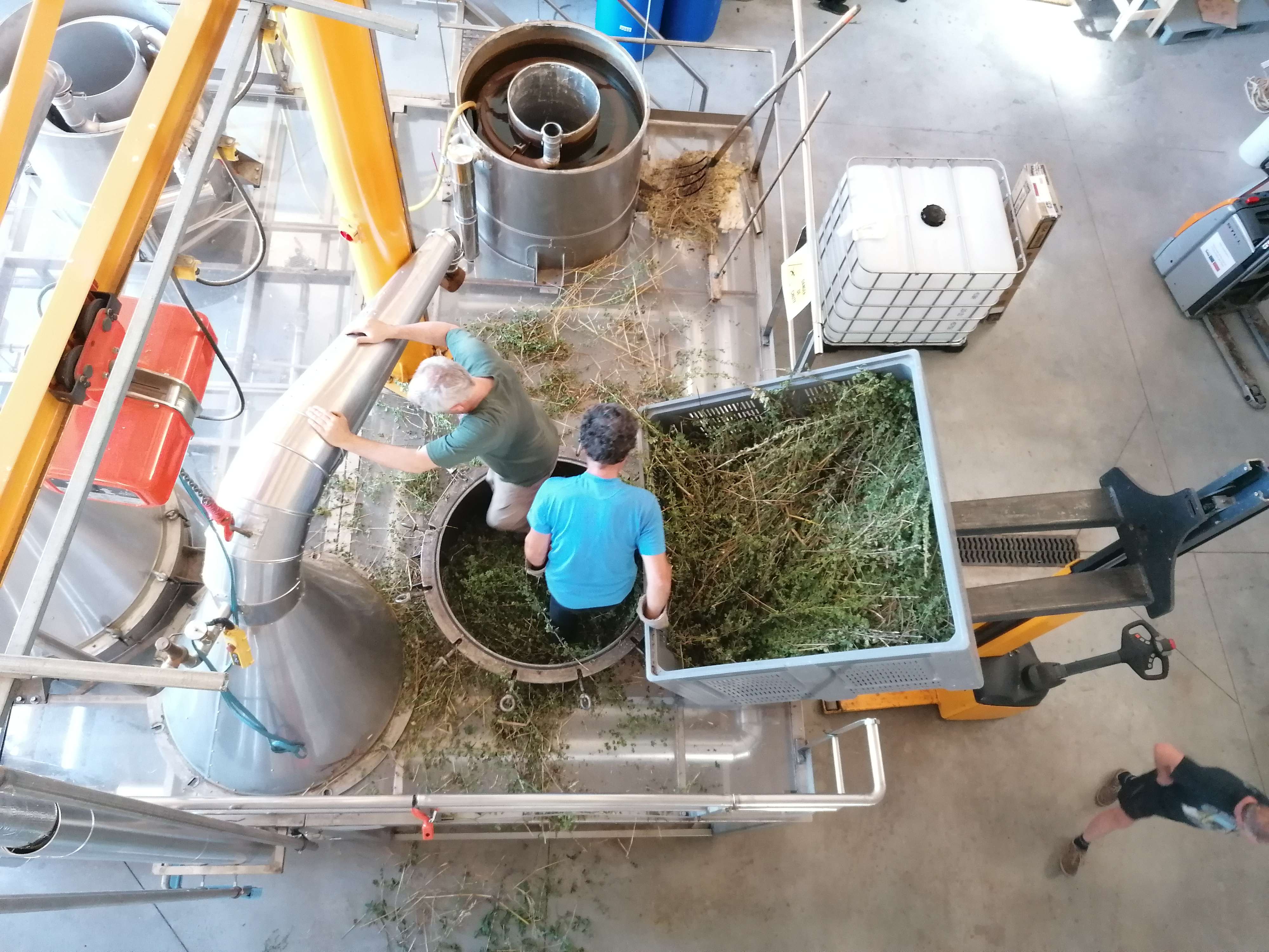 Decouvrez la distillation 100% Organic and Handmade Oregano Essential Oil