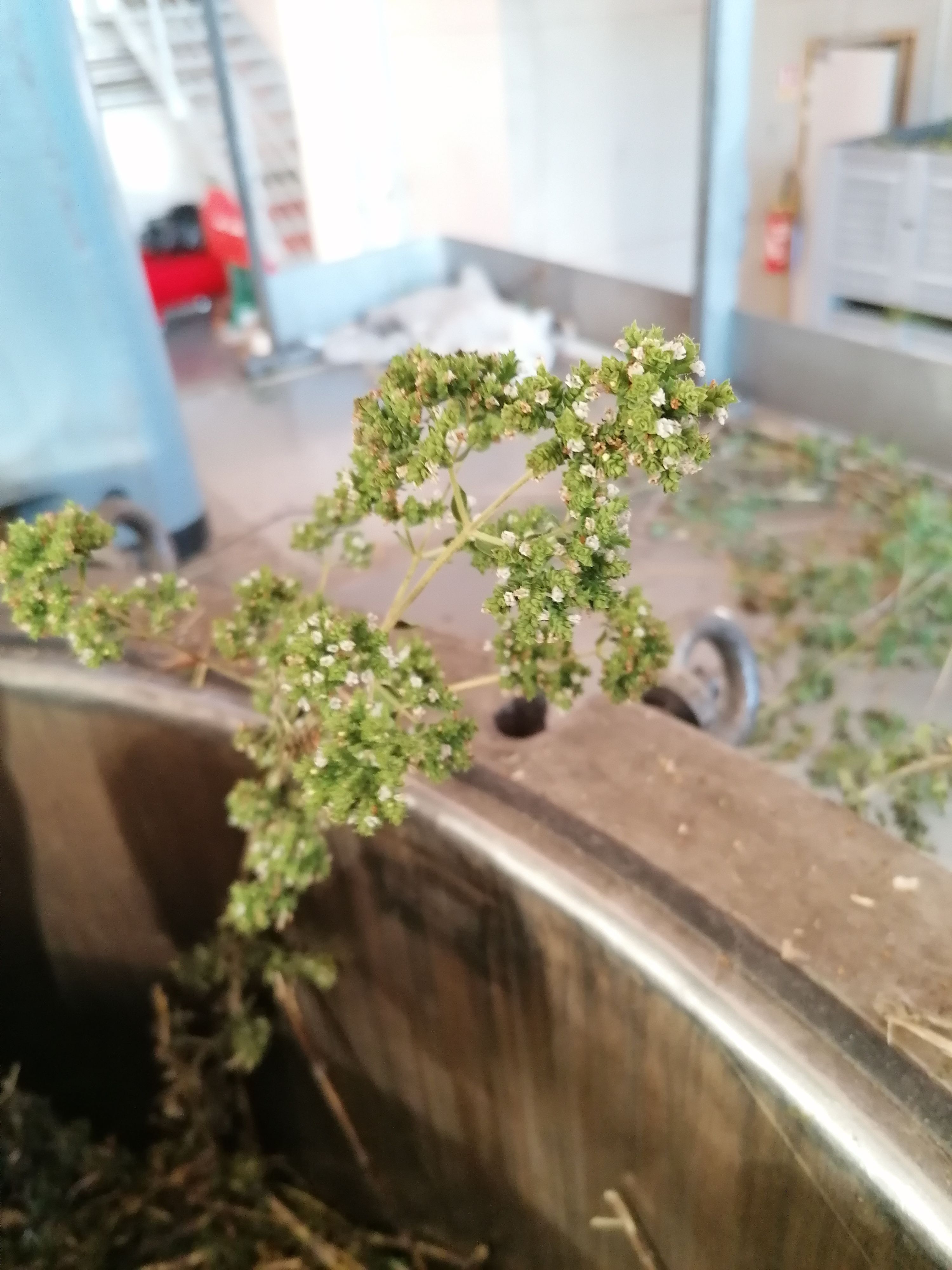 Decouvrez la distillation 100% Organic and Handmade Oregano Essential Oil