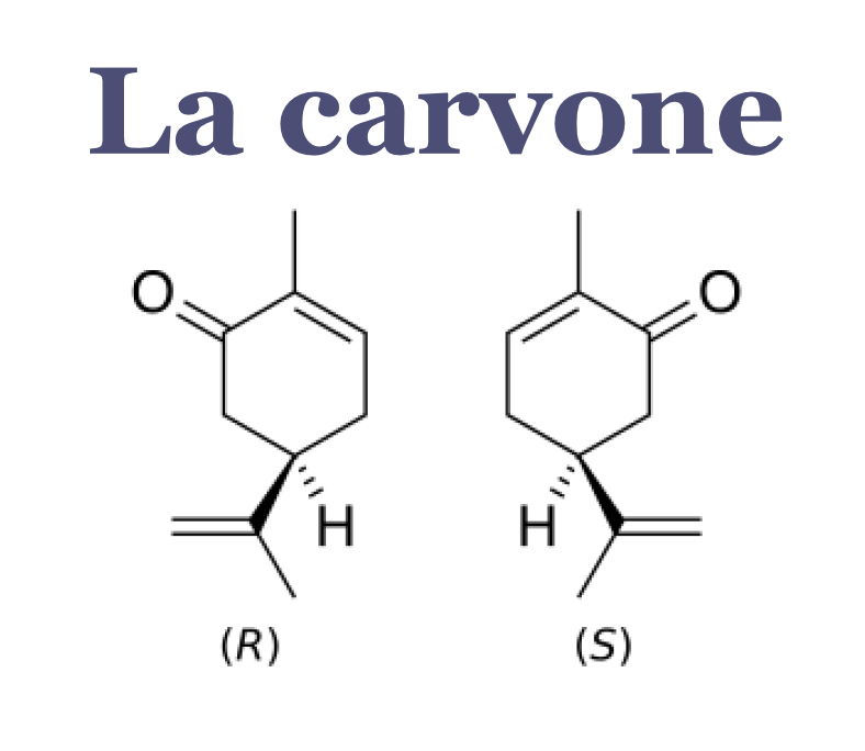 Carvone : entre prudence réglementaire et usage raisonné en phyto-aromathérapie