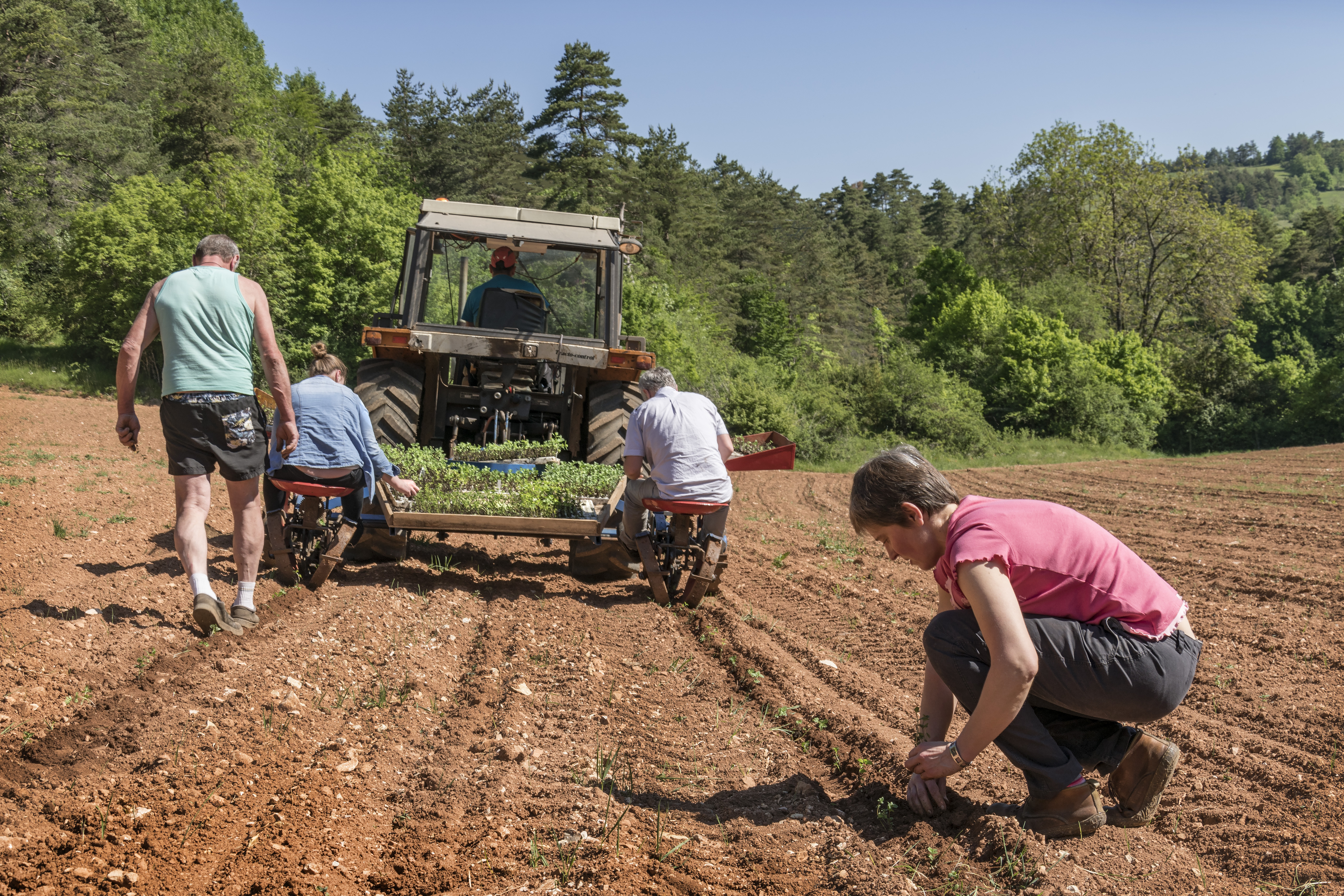 Peppermint essential oil vs spearmint: Scientific comparative analysis